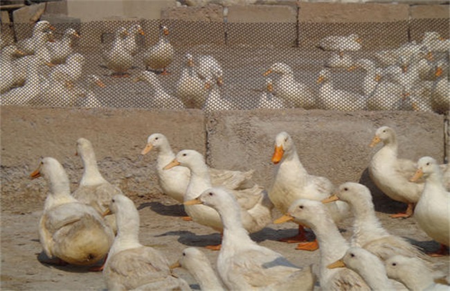 Breeding Management of breeding Duck