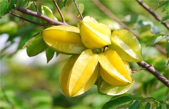 Planting and management techniques of carambola