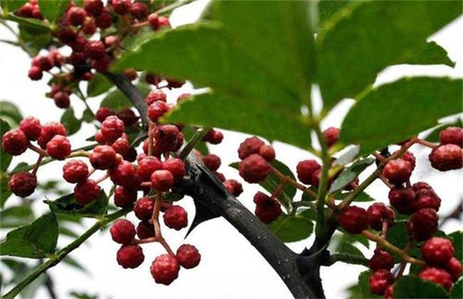 What are the taboos about planting prickly ash trees