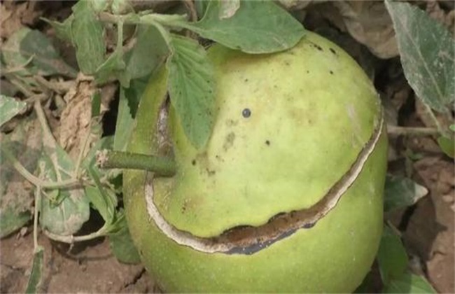 What is the cause of fruit cracking in pear trees