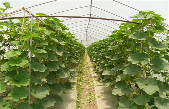 Seedling raising techniques of Pumpkin in early Spring