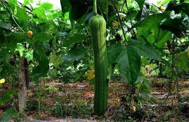 How to manage the flourishing period of towel gourd