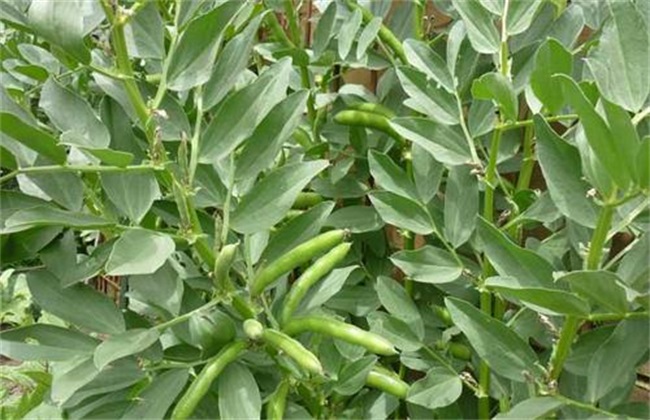 How to increase production by planting broad bean