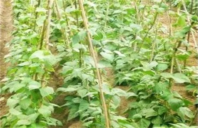 Time and method of pinching beans