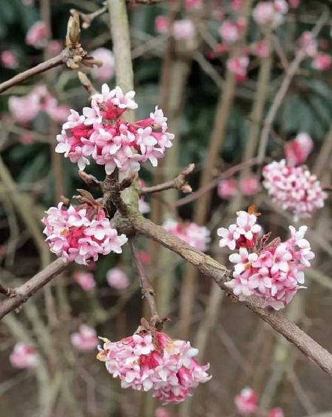 Flowering flowers suitable for growing outdoors in winter