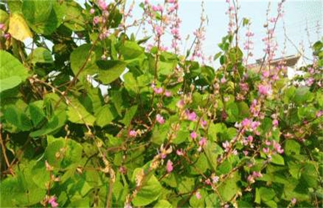 How to manage the florescence of lentil