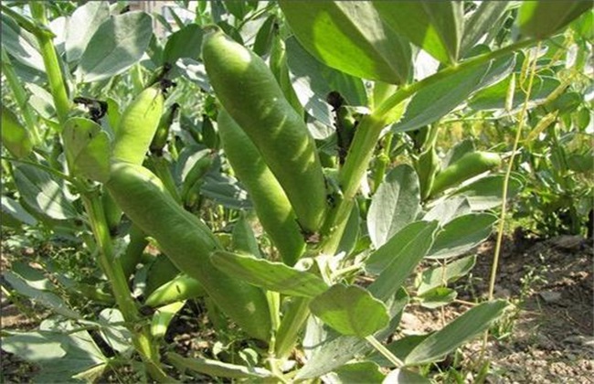 The reason for the low yield of broad bean