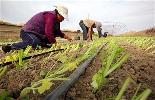 Key points of management before and after planting vegetables in early spring