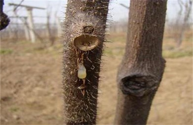 How to deal with kiwifruit bleeding