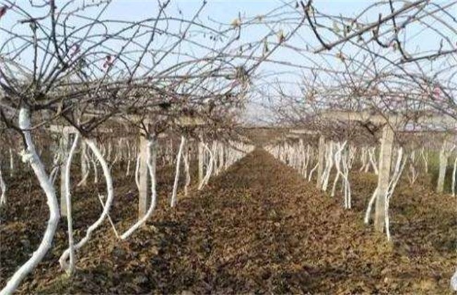 What are the advantages of winter irrigation of kiwifruit