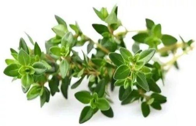 Causes of yellowing of thyme leaves and its solutions