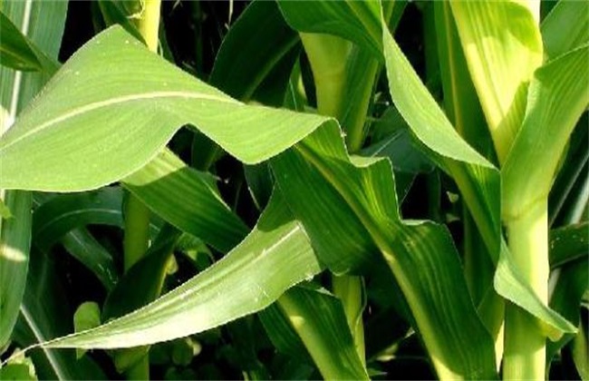 What is the curling of corn leaves?