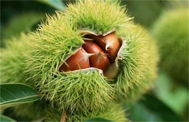 Key points of Management of full Fruit period of Chinese Chestnut