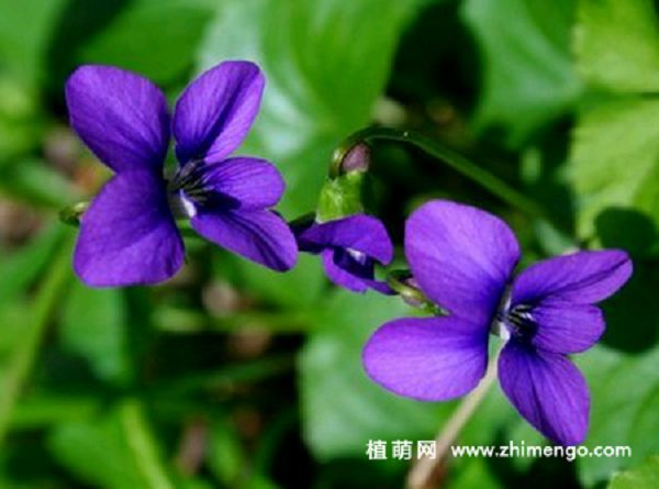 How to raise violets? how to cultivate violets?