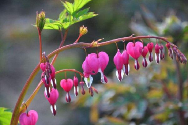 Flowers suitable for outdoor planting in the north