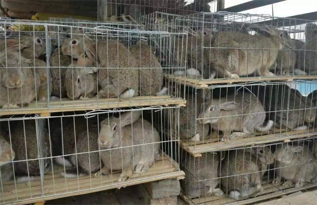 Matters needing attention in rabbit breeding