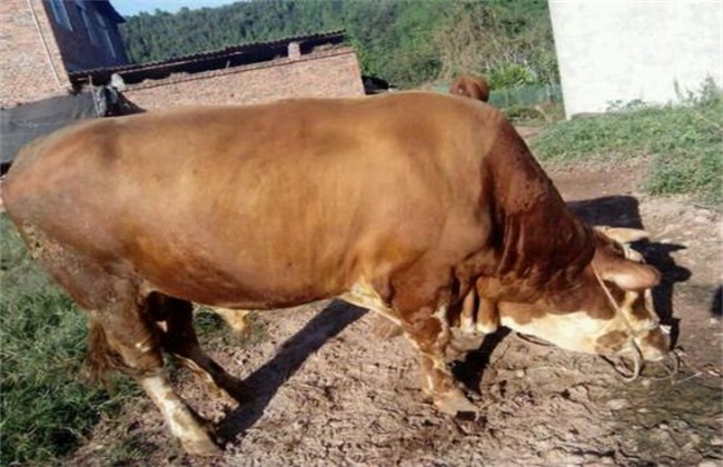 What are the disadvantages of raising cattle in rural areas