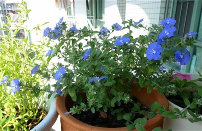 Culture methods and matters needing attention of Blue Star Flower