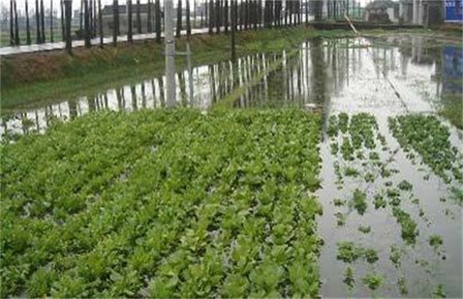 Remedial measures after waterlogging of peanuts