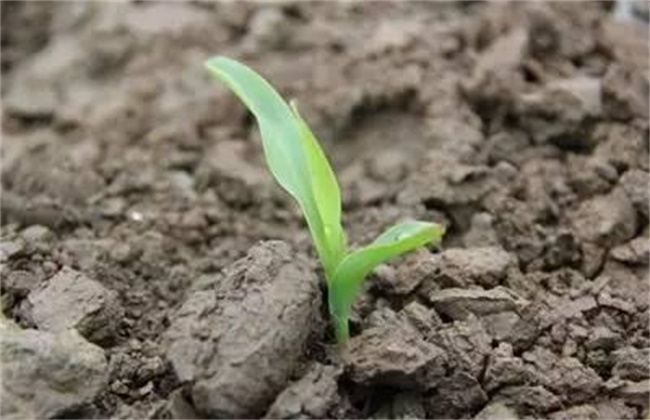 Causes of uneven emergence of Maize seedlings and Preventive measures