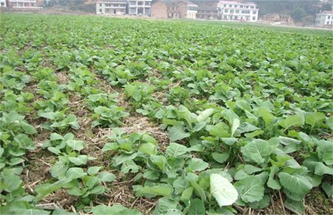 Measures to protect seedlings of rape overwintering