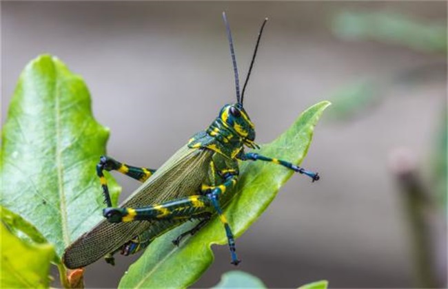 Matters needing attention in grasshopper culture