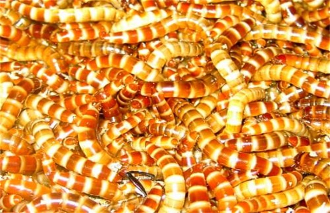 Barley worm breeding precautions