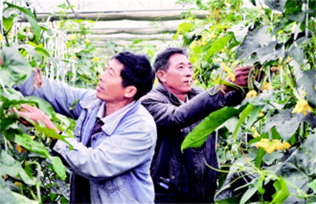 Dipping technology of loofah in greenhouse