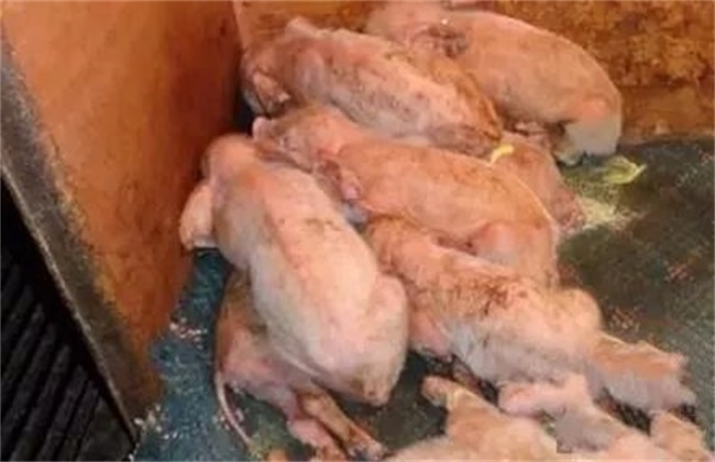 How to prevent piglet diarrhea in winter