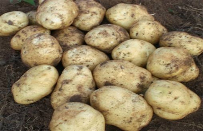 Preventive measures for the degradation of Potato varieties