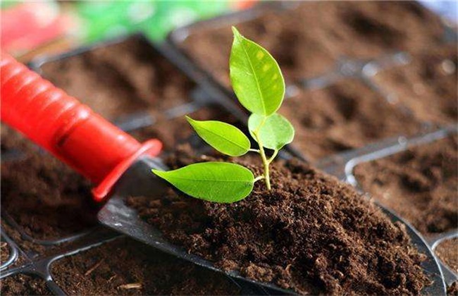 The function of bio-organic fertilizer and matters needing attention