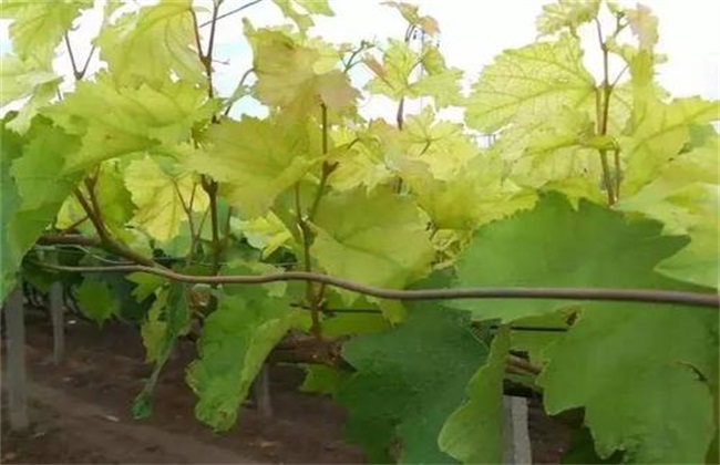 Symptoms and causes of iron deficiency in grape