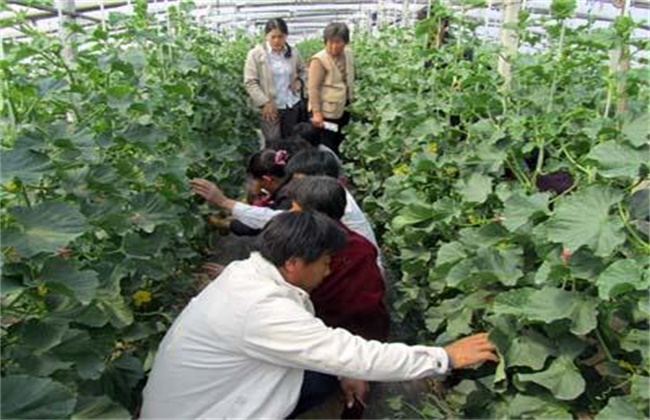 Pruning technique of muskmelon