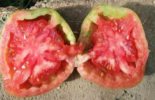 Causes and Preventive measures of Tomato Hollow