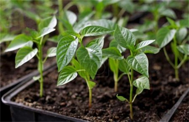 Preventive measures for Frost injury of Pepper seedlings