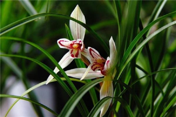 How can orchids flourish and flourish?