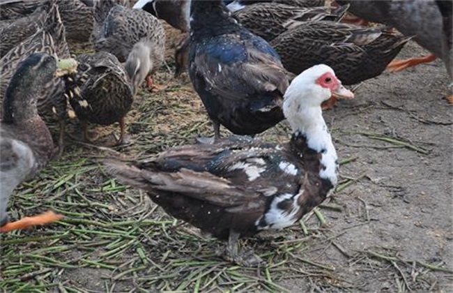 Breeding techniques of Muscovy Duck