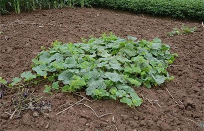 Causes and prevention methods of empty watermelon seedlings