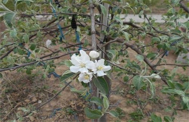 Management techniques of Flower Bud differentiation in Apple