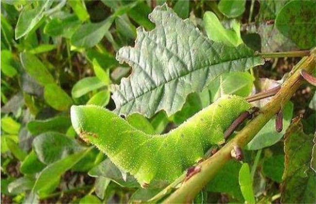 Causes and preventive methods of soybean turning green