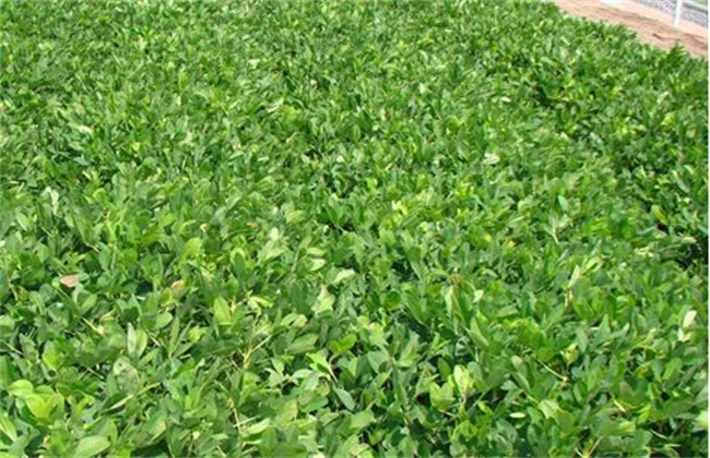 Influence of peanut continuous cropping and its solving measures