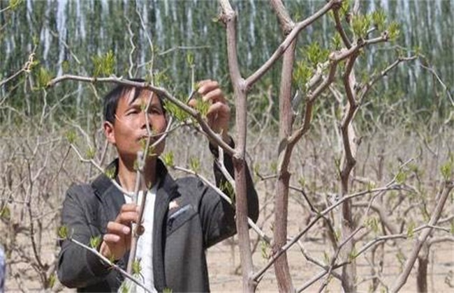 Time and method of coring out of jujube