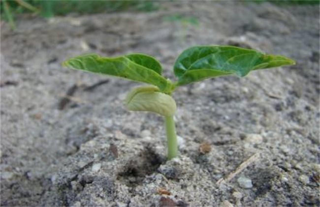 Prevention and treatment of stiff bean seedlings