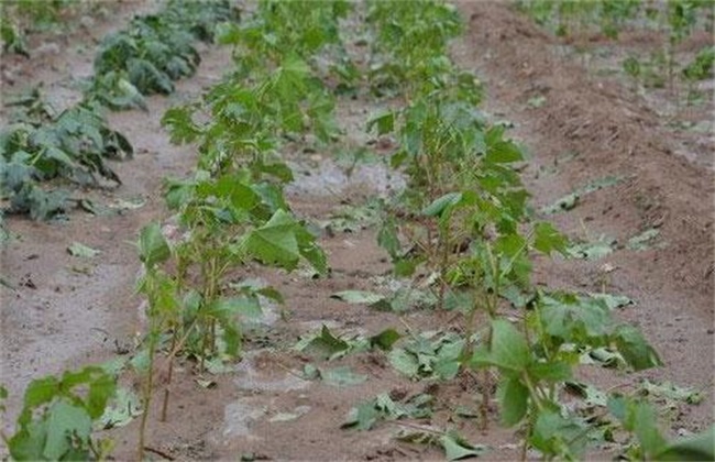 Preventive measures of three pests in Cotton Seedling period