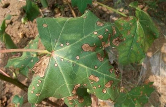 Remedial methods of Drug damage to Cotton