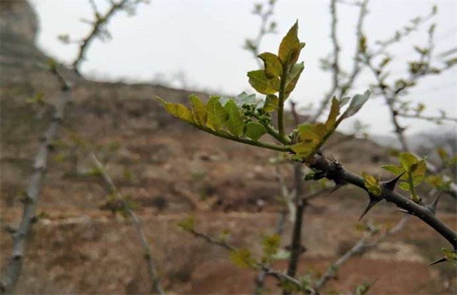 Causes and Preventive measures of Frost injury of Zanthoxylum bungeanum