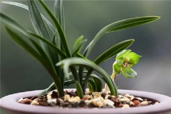 Orchids have no roots how to grow roots, can you use sofa roots?