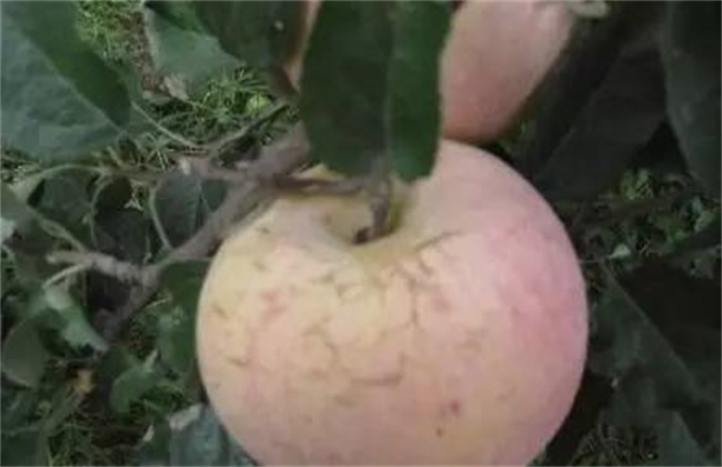 Causes of serious cracks in bagged apples and their prevention and treatment