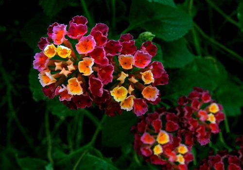 Fertilization management of potted flowers in courtyard in September