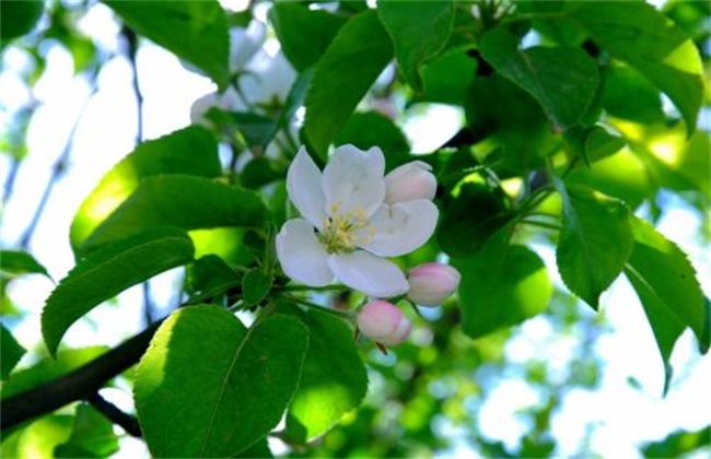 Management techniques of Apple before flowering